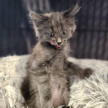 Soy -  Domestic Medium Hair Cat for Adoption in North Battleford, Saskatchewan - Soy | PetCurious