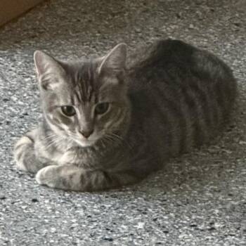 Oreo Paris -  Domestic Short Hair Cat for Adoption in Eagle Mountain, Utah - Oreo Paris | PetCurious