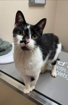 Rescue Domestic Short Hair Cats for Adoption in Oak Ridge, Tennessee - Genesis | PetCurious