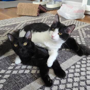 Stove and Microwave -  Domestic Short Hair Cat for Adoption in Washington, Pennsylvania - Stove And Microwave | PetCurious