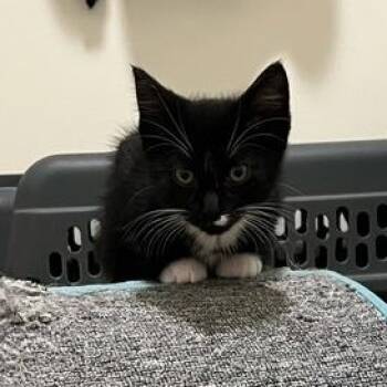 Rescue Domestic Short Hair Cats for Adoption in Blaine, Minnesota - Albert | PetCurious