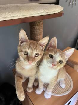 Rescue Domestic Short Hair Cats for Adoption in Bon Air, Virginia - Tupelo & Manuka (BONDED PAIR) | PetCurious