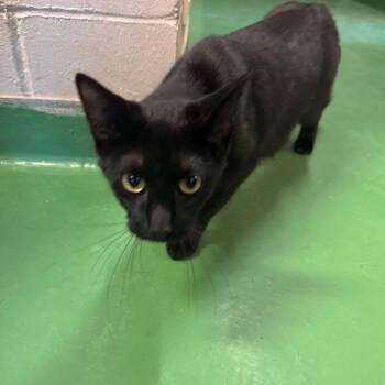 Lucy Wilde -  Domestic Short Hair Cat for Adoption in South Haven, Michigan - Lucy Wilde | PetCurious