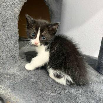 Morroco -  Domestic Short Hair Cat Available for Adoption in Harlingen, Texas - Morroco | PetCurious