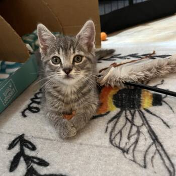 Rescue Domestic Short Hair Cats for Adoption in Hickory, North Carolina - Stitch (Arney) | PetCurious