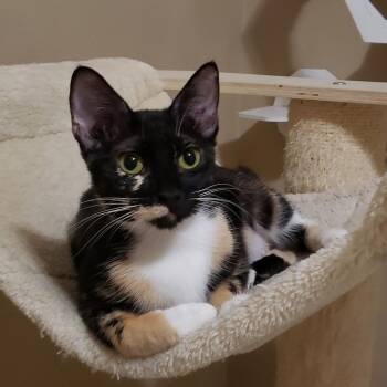Nadia 2 -  Domestic Short Hair Cat for Adoption in Bulverde, Texas - Nadia 2 | PetCurious