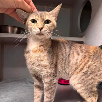 Cleo de Nile -  Domestic Short Hair Cat for Adoption in Parkersburg, West Virginia - Cleo De Nile | PetCurious