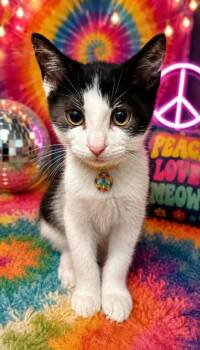 GROOVY -  Domestic Short Hair Cat for Adoption - GROOVY | PetCurious