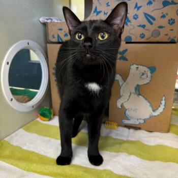 Pete -  Domestic Short Hair Cat for Adoption in West Olive, Michigan - Pete | PetCurious