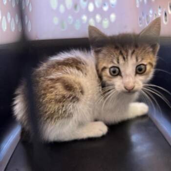 Banana -  Domestic Short Hair Cat for Adoption in Long Beach, California - Banana | PetCurious