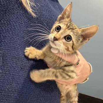 Riesling -  Domestic Short Hair Cat for Adoption in Dallas, Texas - Riesling | PetCurious