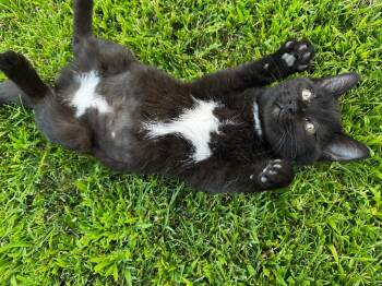 Nancy -  Domestic Short Hair Cat for Adoption in Pasco, Washington - Nancy | PetCurious