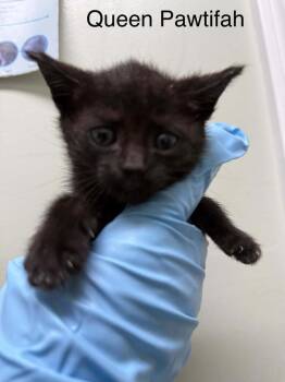 Queen Pawtifah -  Domestic Short Hair Cat for Adoption in Evansville, Indiana - Queen Pawtifah | PetCurious