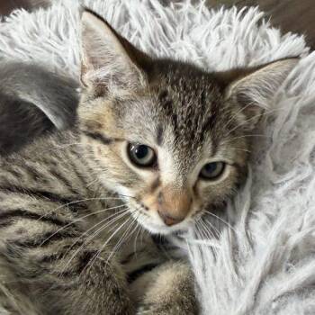 Domestic Short Hair Cats Available for Adoption in Knoxville, Tennessee - Charlotte | PetCurious