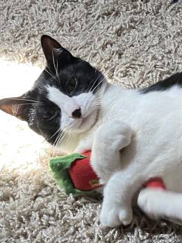 Rescue Domestic Short Hair Cats for Adoption in New York, New York - Pandaman | PetCurious