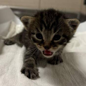 Roscoe -  Domestic Short Hair Cat for Adoption in Chicago, Illinois - Roscoe | PetCurious