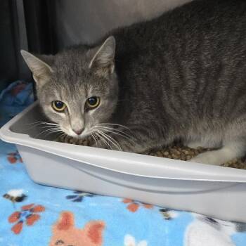 Domestic Short Hair Cats Available for Adoption - Landry 26-0034 | PetCurious