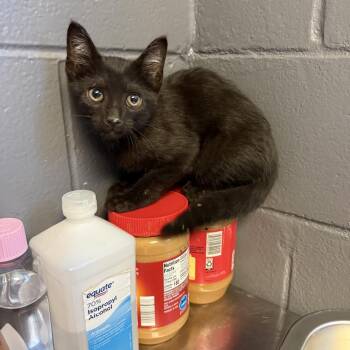 TUSC-Stray-84766 -  Domestic Short Hair Cat for Adoption in Tuscaloosa, Alabama - TUSC-Stray-84766 | PetCurious