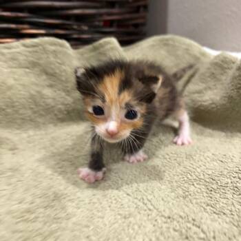 Domestic Short Hair Cats Available for Adoption in Westminster, California - Willow | PetCurious