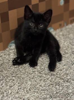 Black Panther -  Domestic Short Hair Cat for Adoption in Dallas, Texas - Black Panther | PetCurious