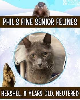 Domestic Short Hair Cats Available for Adoption - HERSHEL | PetCurious