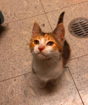 Domestic Short Hair Cats Available for Adoption in Sandusky, Ohio - DAISY | PetCurious