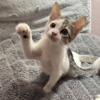 Mariana Grajales -  Domestic Short Hair Cat for Adoption in Redwood City, California - Mariana Grajales | PetCurious