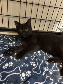 Roo -  Domestic Short Hair Cat for Adoption in Lock Haven, Pennsylvania - Roo | PetCurious