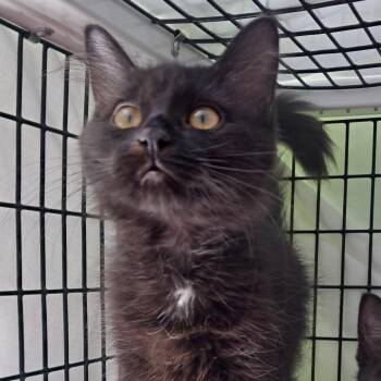 Tawny -  Domestic Medium Hair Cat for Adoption in Chicago, Illinois - Tawny | PetCurious