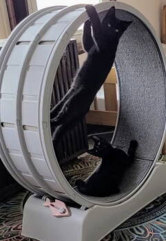 Rescue Domestic Medium Hair Cats for Adoption in Macedonia, Ohio - Zachary Zween Bonded With Uri | PetCurious