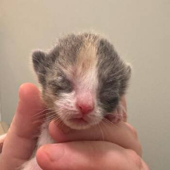 Paradise Palms -  Domestic Short Hair Cat for Adoption in Wilmington, Delaware - Paradise Palms | PetCurious
