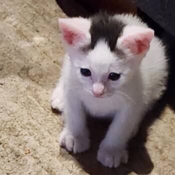 Domestic Short Hair Cats Available for Adoption in Redwood Valley, California - Walter | PetCurious