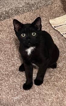 Rescue Domestic Short Hair Cats for Adoption in Eden Prairie, Minnesota - Gary | PetCurious