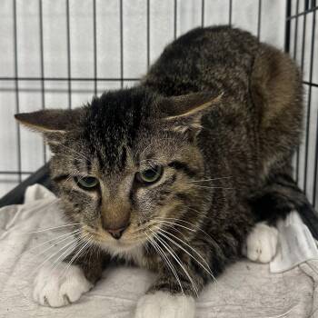 Domestic Short Hair Cats Available for Adoption in Youngstown, Ohio - Raven | PetCurious