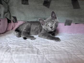 Dill -  Domestic Short Hair Cat for Adoption in Lafayette, Colorado - Dill | PetCurious