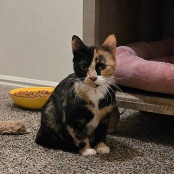 Rescue Domestic Short Hair Cats for Adoption in Layton, Utah - Tater Tot | PetCurious