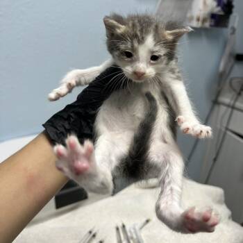 Domestic Short Hair Cats Available for Adoption in Riverside, California - Chicken Bake | PetCurious