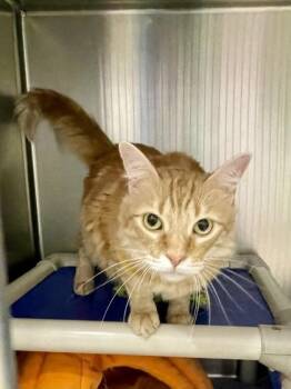 Domestic Long Hair Cats Available for Adoption in Annapolis, Maryland - Nala | PetCurious