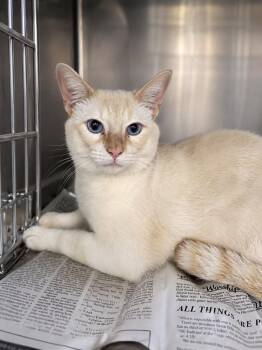 Tuna - flame point Siamese -  Siamese Cat for Adoption in Muskego, Wisconsin - Tuna - Flame Point Siamese | PetCurious