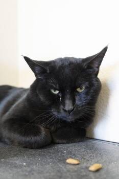 Domestic Short Hair Cats Available for Adoption in Boise, Idaho - Catson | PetCurious