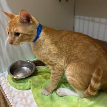 Orange -  Domestic Short Hair Cat for Adoption in Chattanooga, Tennessee - Orange | PetCurious