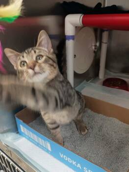 Isla -  Domestic Short Hair Cat for Adoption in Cincinnati, Ohio - Isla | PetCurious