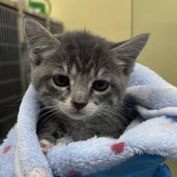 Briar -  Domestic Short Hair Cat for Adoption in West Palm Beach, Florida - Briar | PetCurious