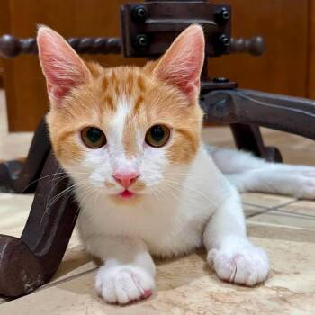 Cruz -  Domestic Short Hair Cat for Adoption in Hemet, California - Cruz | PetCurious