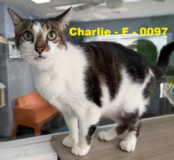 Charlie -  Domestic Short Hair Cat for Adoption in Weatherford, Texas - Charlie | PetCurious