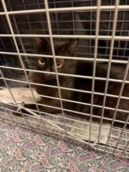 Johanna -  Domestic Medium Hair and Domestic Short Hair Cat Available for Adoption in Irving, Texas - Johanna | PetCurious