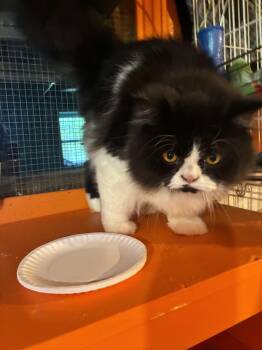 Panda -  Persian Cat for Adoption in Howell, Michigan - Panda | PetCurious