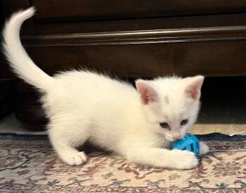 Domestic Medium Hair Cats Available for Adoption in Cottonwood, Arizona - Dot | PetCurious