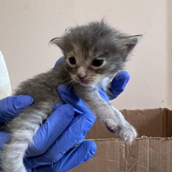 Poult -  Domestic Medium Hair Cat for Adoption in Kanab, Utah - Poult | PetCurious
