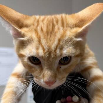 Alex -  Domestic Short Hair Cat for Adoption in Yuma, Arizona - Alex | PetCurious